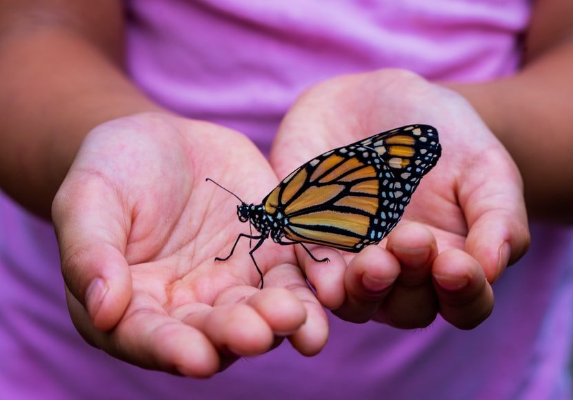 Image of butterfly landed on her hands