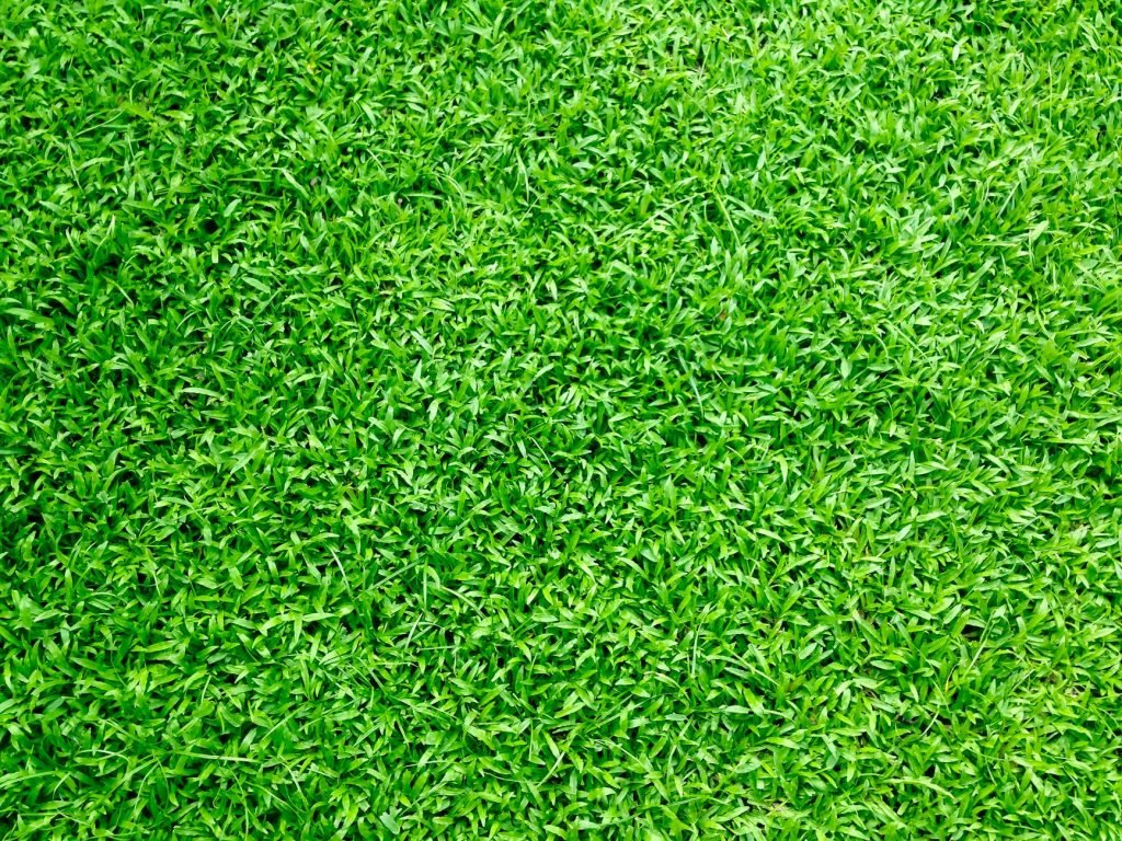 Image of Green Grass