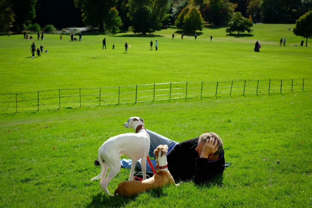 Image of White and Brown Dogs On Green Meadows