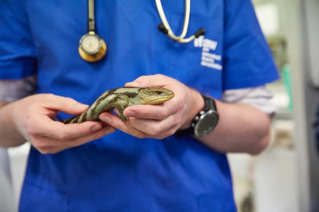 Image of holding Blue-Tongued Lizard